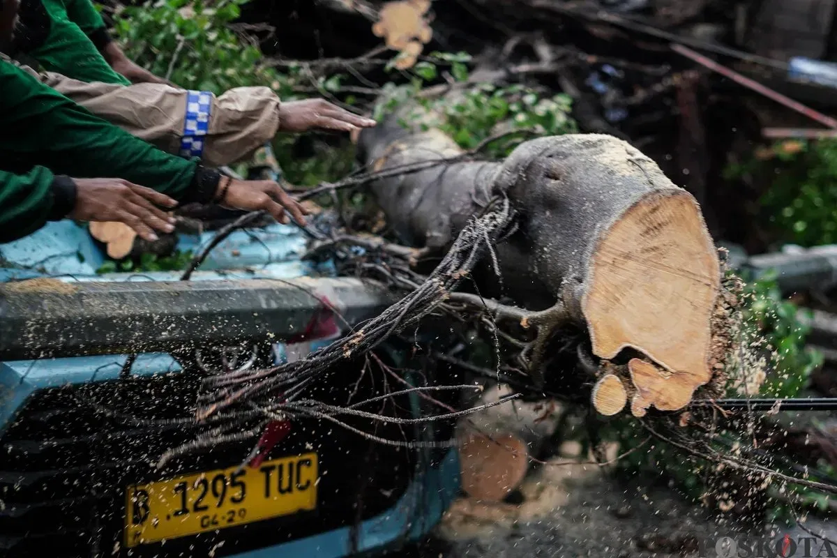 Tragedi Pohon Tumbang di Serang: Satu Motoris Tewas