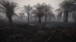 Penurunan Hotspot Karhutla Nasional, Kalimantan Tengah Masih Jadi Pusat