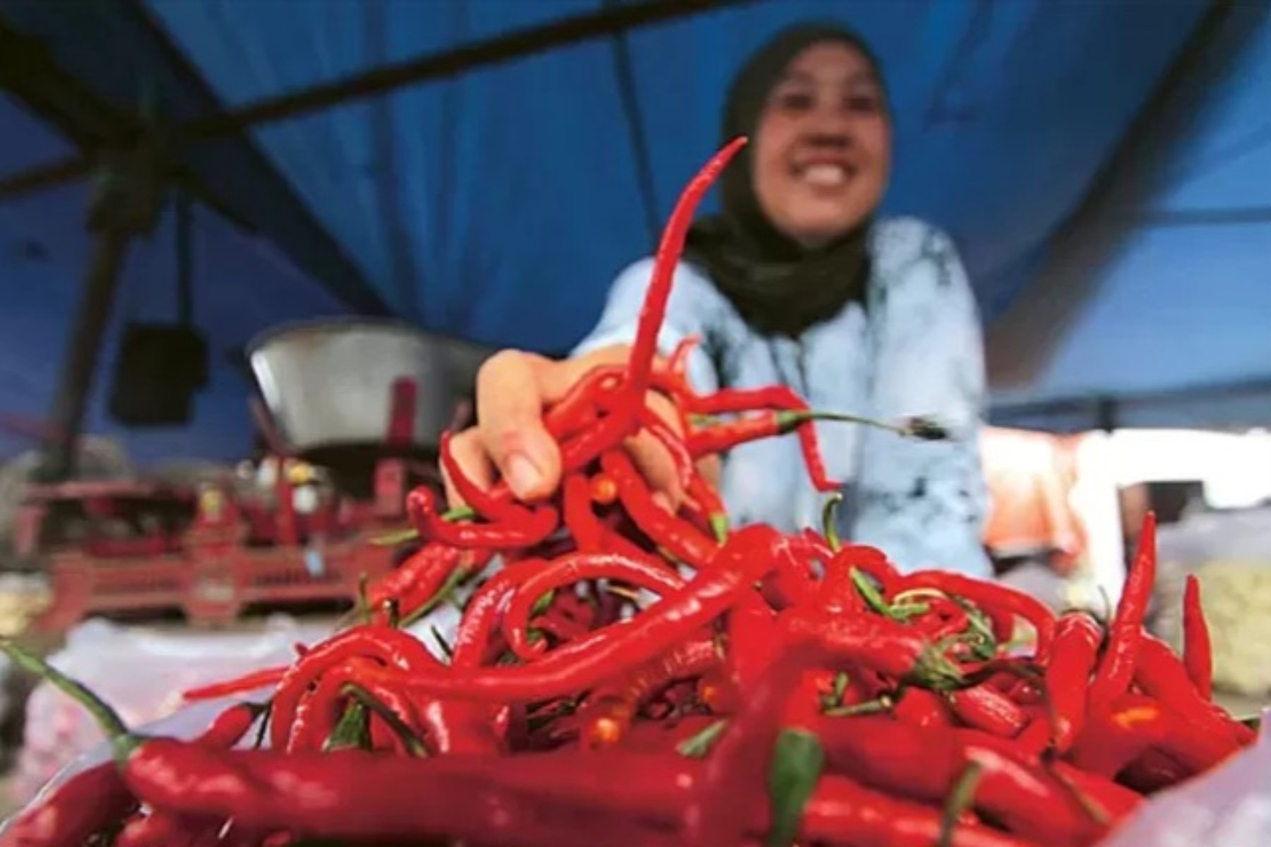 Langkah Strategis Pemerintah Menstabilkan Harga Cabai