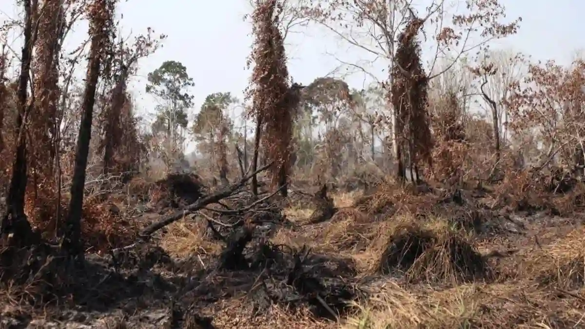 Perkembangan Terkini Karhutla di Jambi: Penurunan Jumlah Hotspot