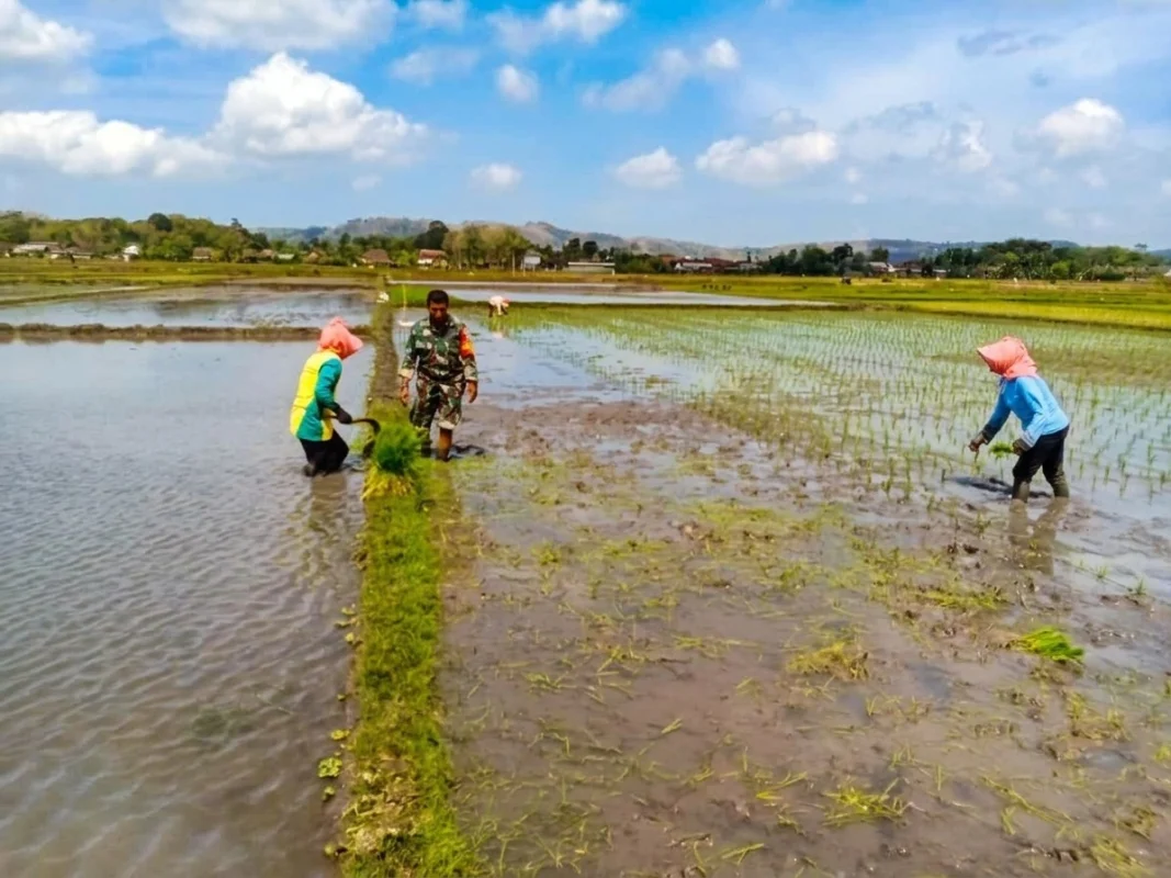 Dukung Swasembada Pangan, Babinsa Koramil 0808/09 Sutojayan Turun Ke Sawah Bantu Petani Tanam Padi