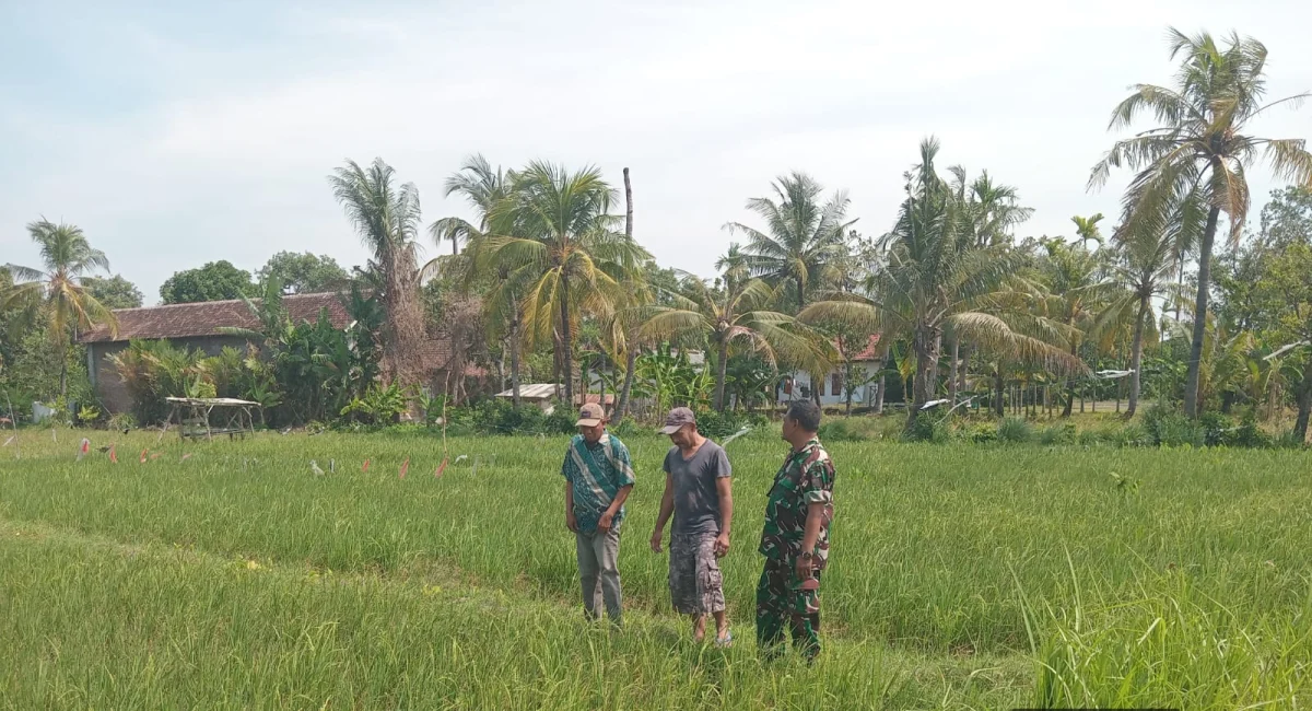 Dukung Ketahanan Pangan Nasional, Koramil Tegalsiwalan Dampingi Perawatan Tanaman Padi