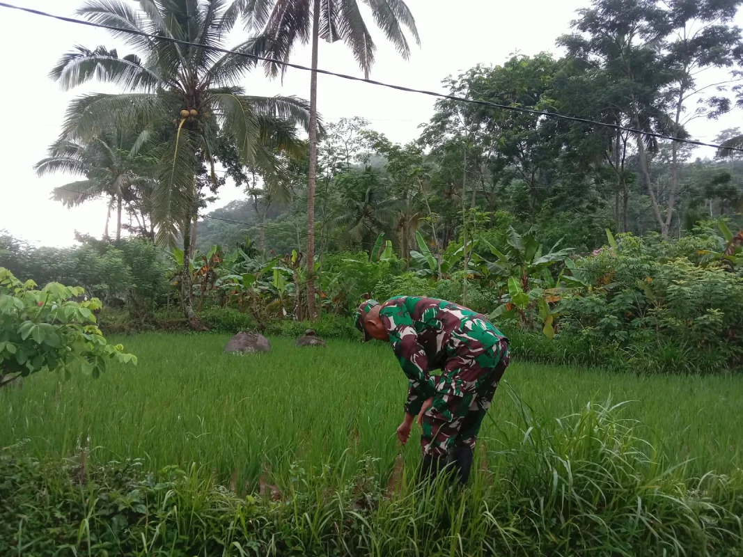 Dukung Ketahanan Pangan Nasional, Koramil Pajarakan Dampingi Perawatan Tanaman Padi