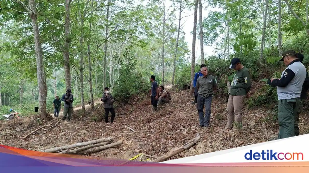 Kematian Anak Gajah di Konsesi Tebo Masih Diselidiki Gakkum