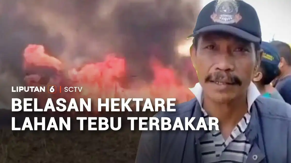 Kobaran Api Melalap Belasan Hektare Tebu Siap Panen di Jember
