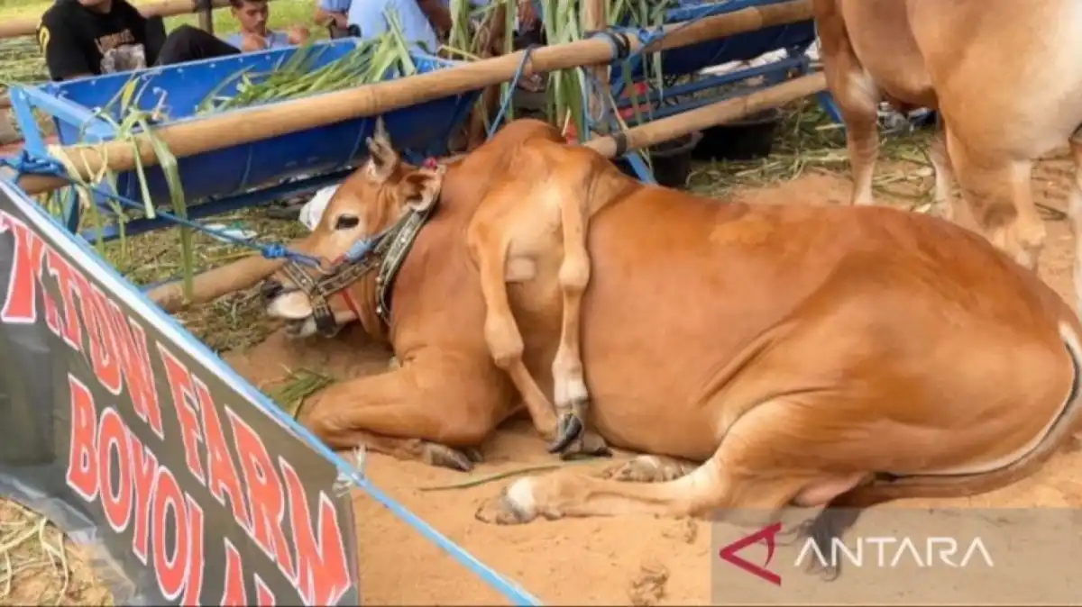 Sapi Ras Madura Berkaki Enam dari Boyolali Menang di Kontes Piala Presiden 2026