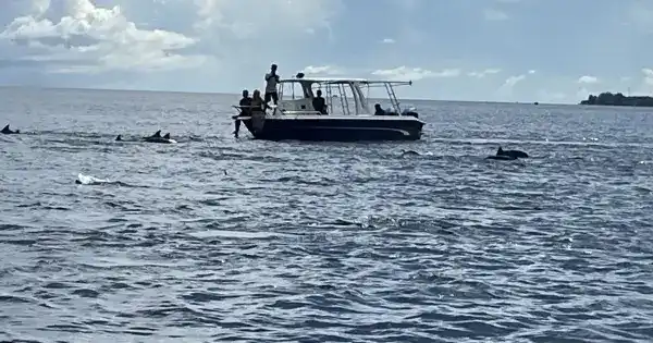 Dolphin Trip di Pulau Weh Menawarkan Pengalaman Menyaksikan Lumba-Lumba di Alam Bebas