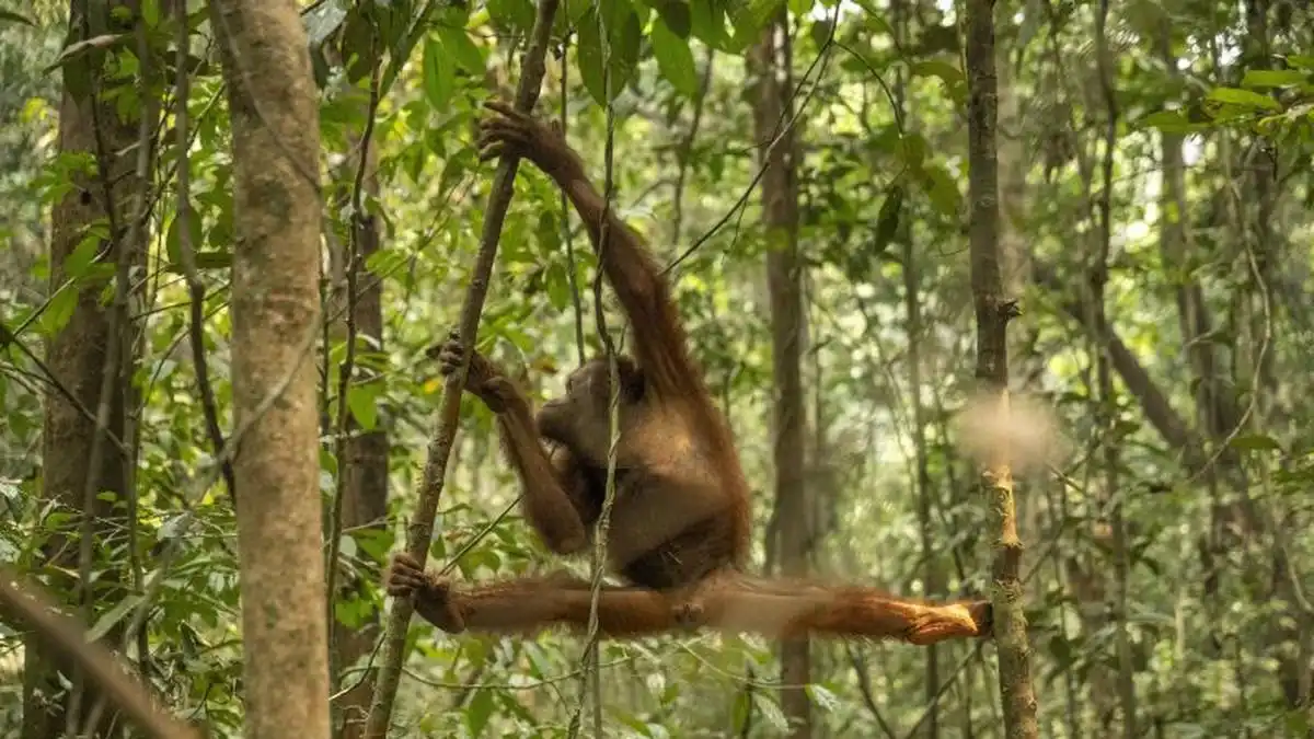 Penyelamatan 46 Orangutan Kalimantan dari Habitat yang Terbakar