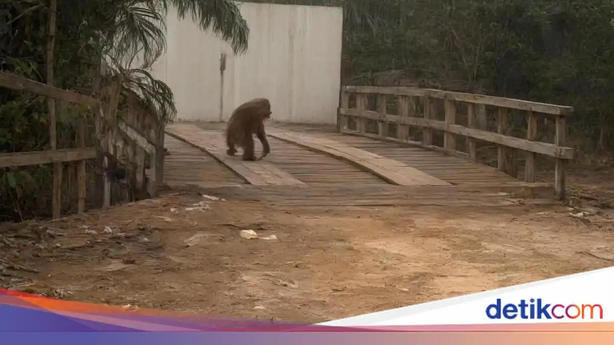 Orang Utan Terlihat di Tepi Jalan Setelah Habitatnya Terbakar di Kotawaringin Barat