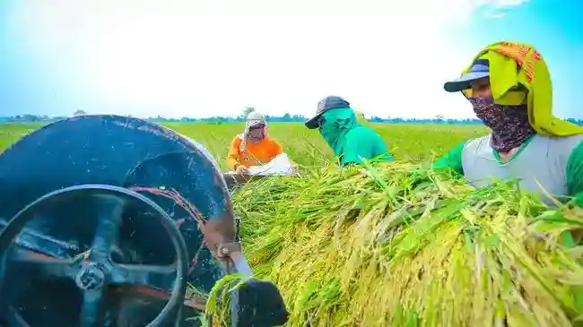 NTP Petani Indonesia Naik Menjadi 131,33%, Pemerintah Evaluasi Dampak Inovasi